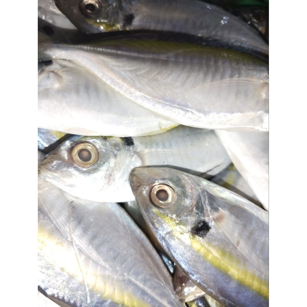 

Kirim Instan!!! Ikan Selar 250gr, 500gr