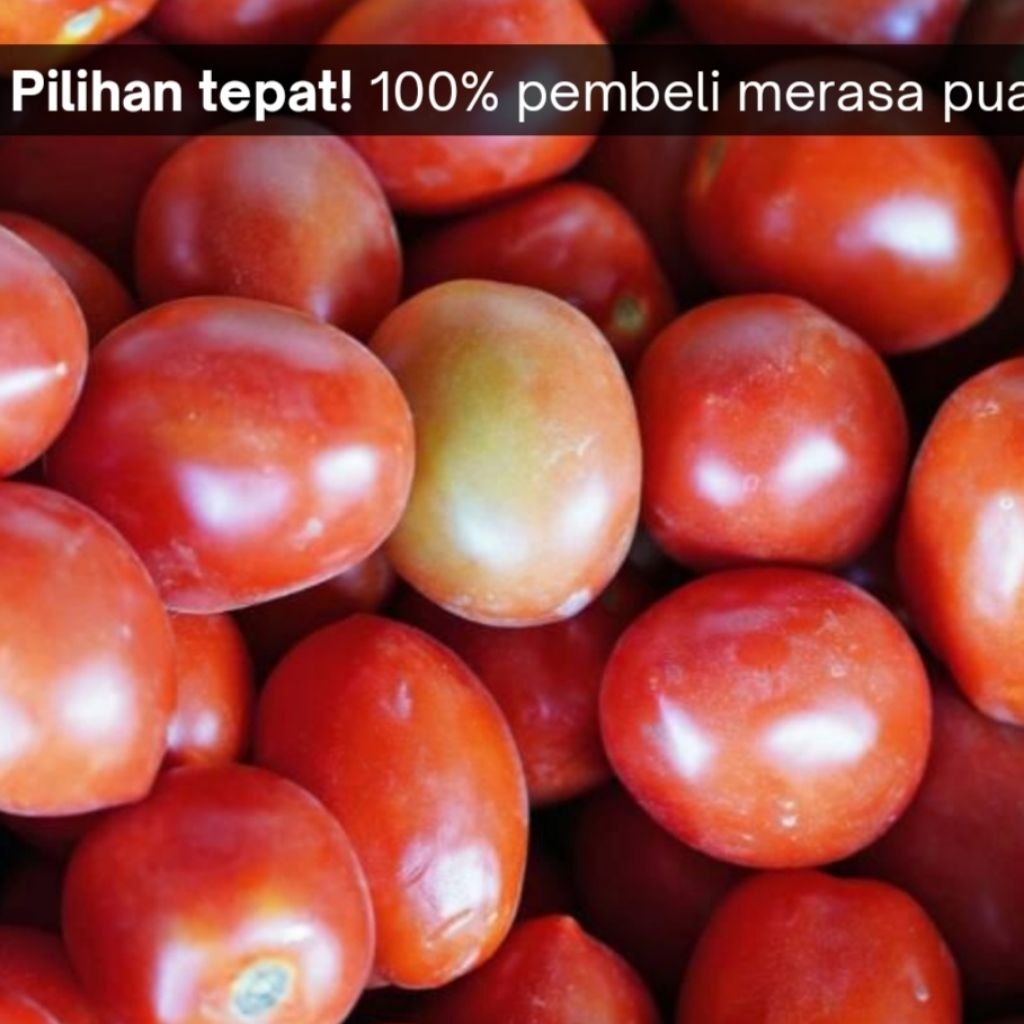 

tomat jumbo merah