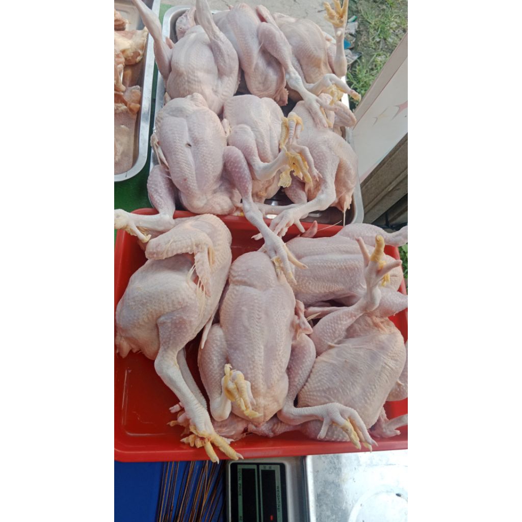 

Ayam Ekoran Utuh atau ayam potong fresh