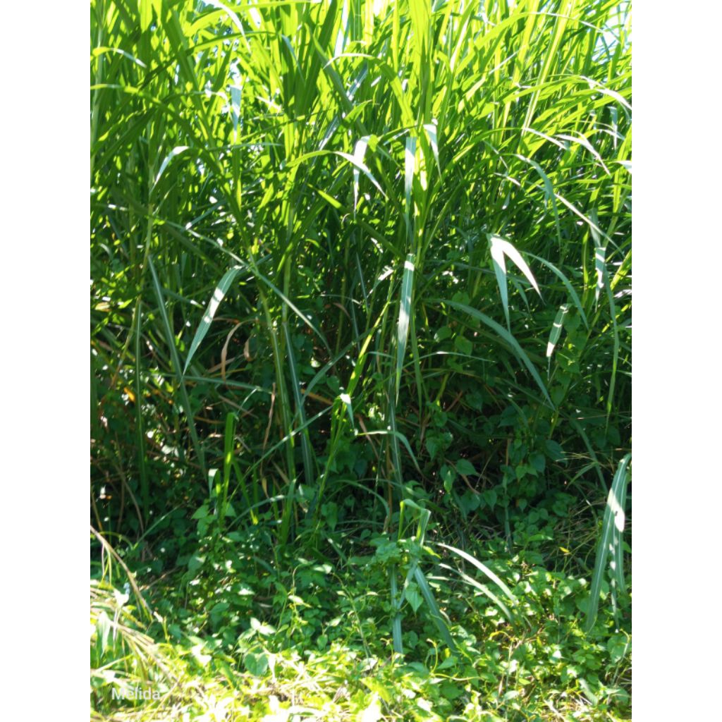 Rumput Gajah Pakan Ternak Sapi/Kambing/Kerbau