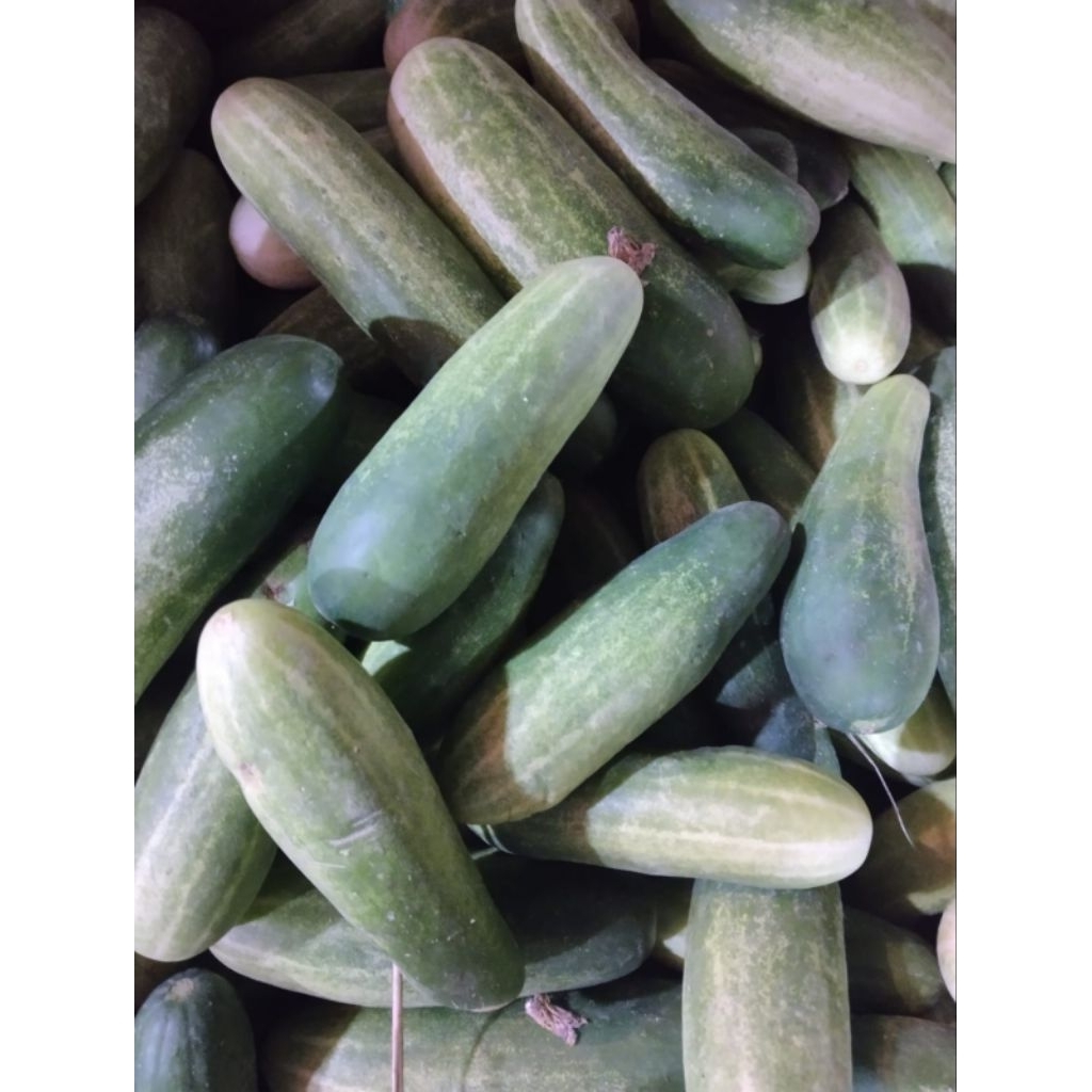 

Kirim Instan!!! Timun 500gr,1kg