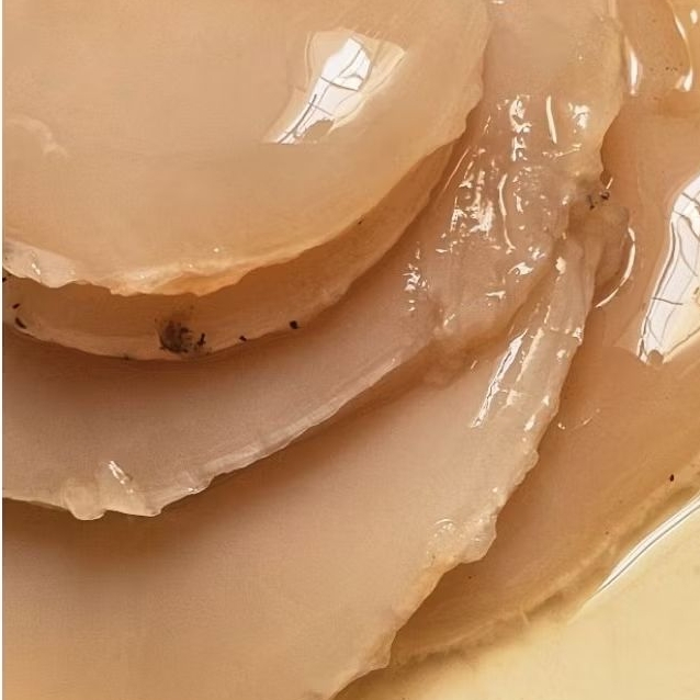 

Bibit SCOBY Kombucha Premium Plus Starter Diameter 5 cm