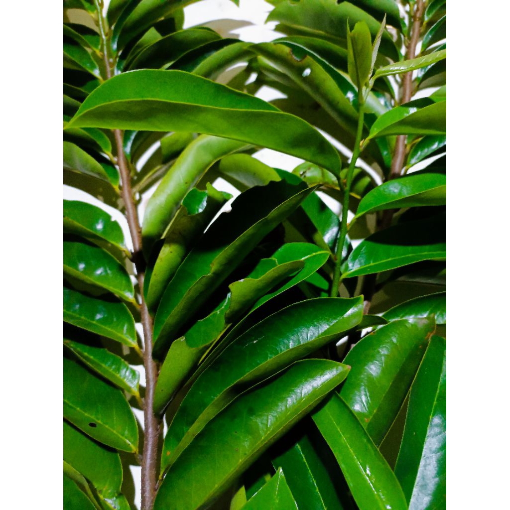 

Daun sirsak hijau segar alami