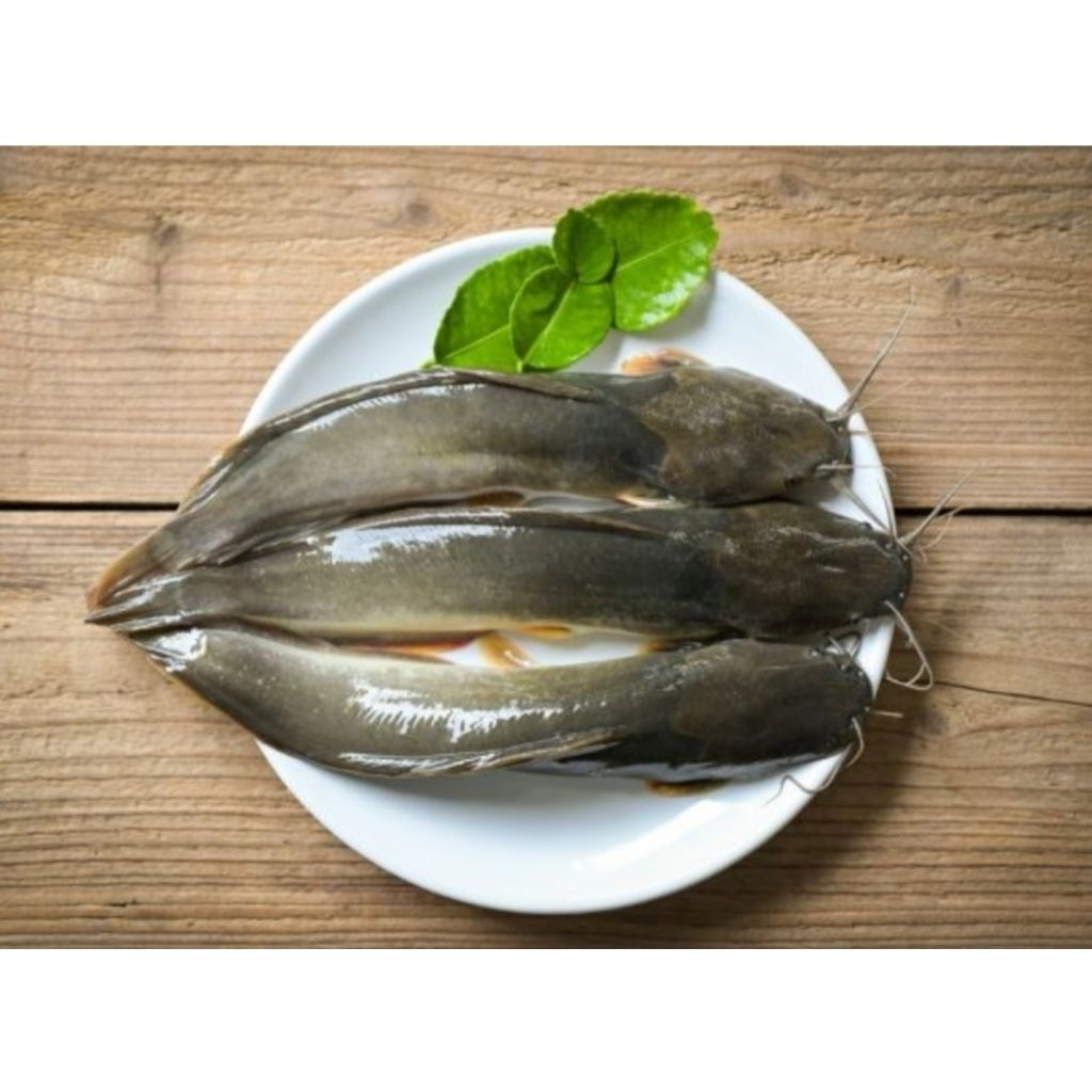 

Ikan lele Bersih Isi Perut