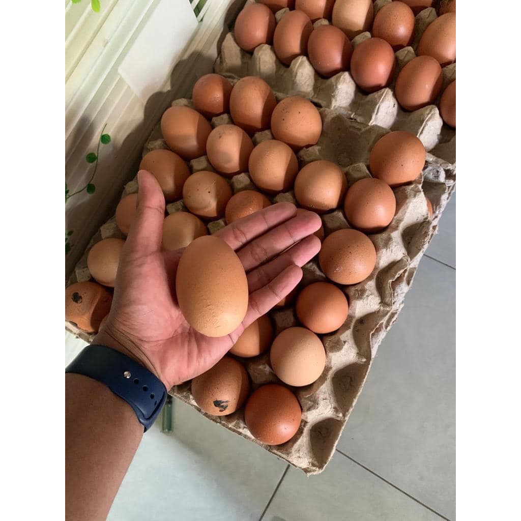 

telur ayam petelur 1kg