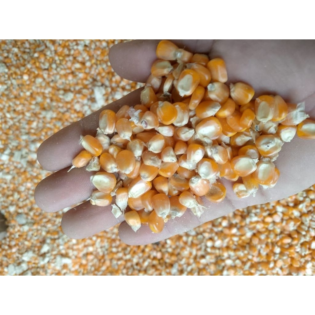 

JAGUNG PIPIL KERING 1 KG
