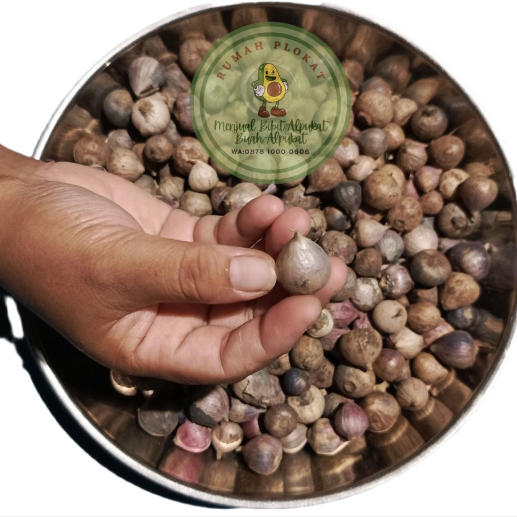 

Bawang Tunggal Bawang Lanang