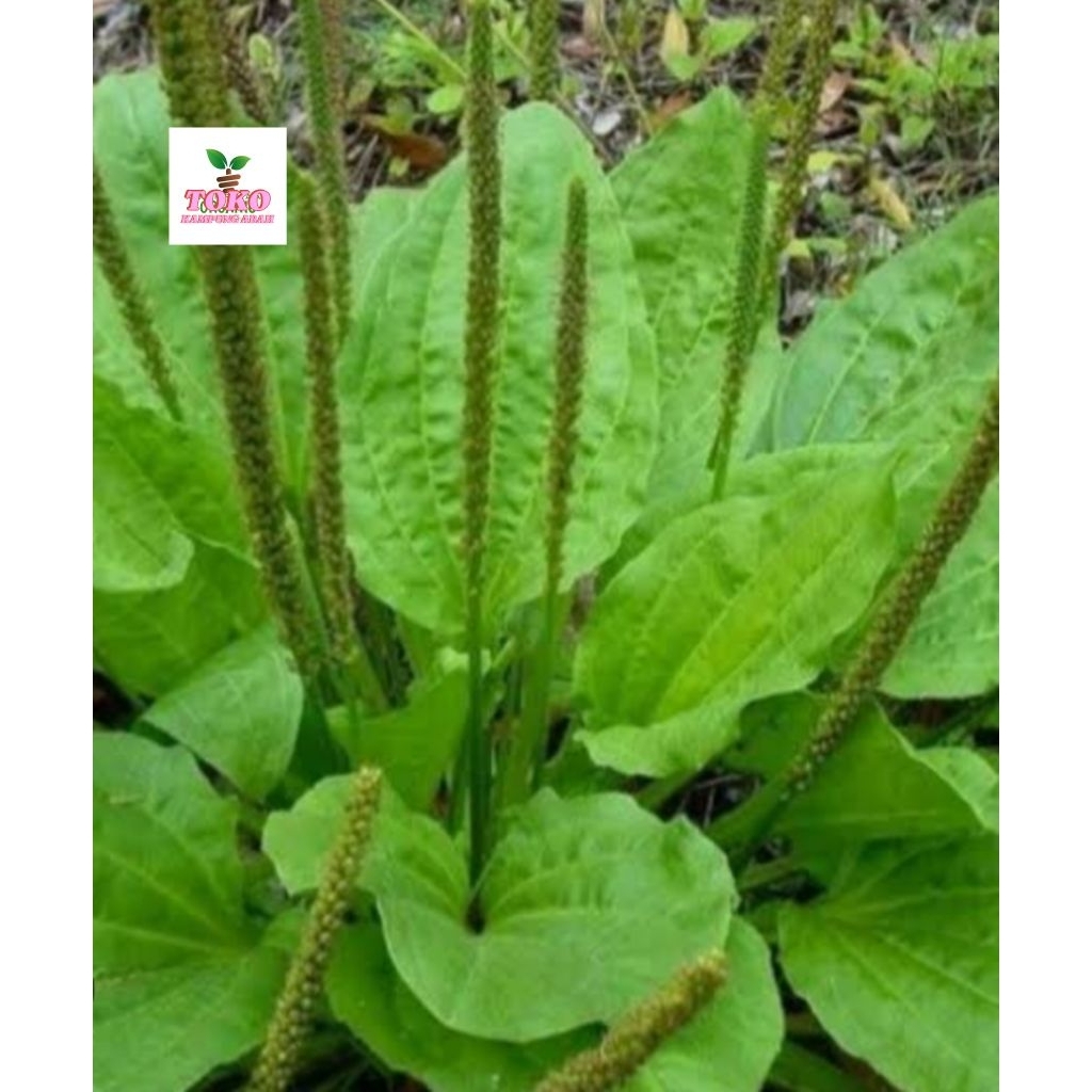 

daun kiurat atou sendokan 350grm