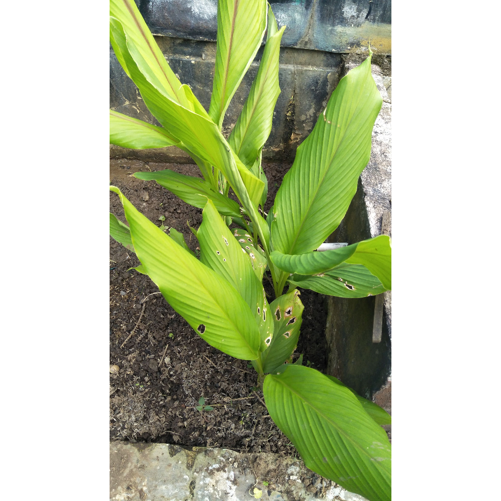 

Tanaman Kunyit/Kunyit Kuning/Kunyit Segar/Curcuma Longa