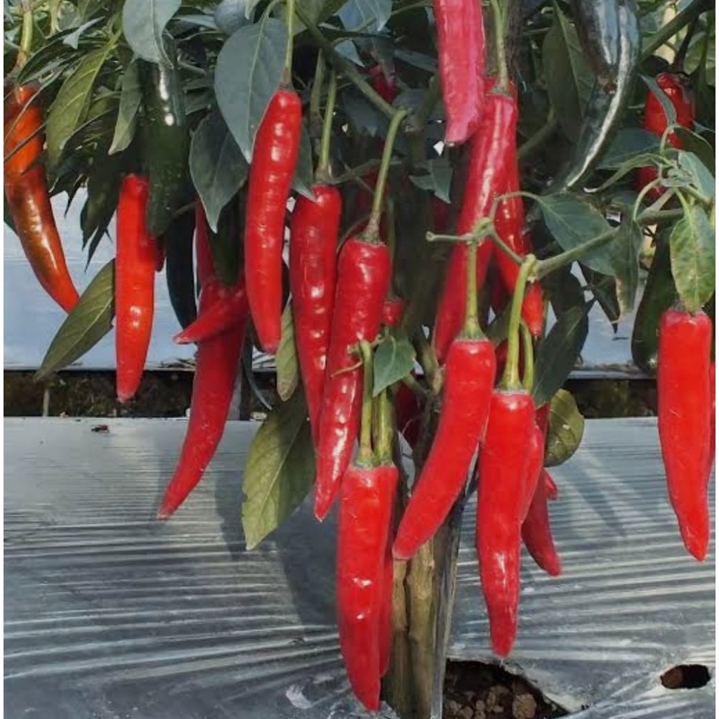 

CABE MERAH BESAR 1KG PREMIUM