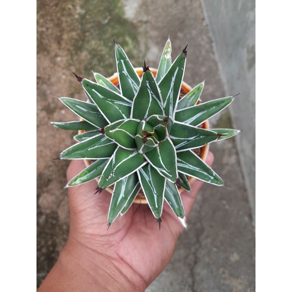 agave victoria regenae