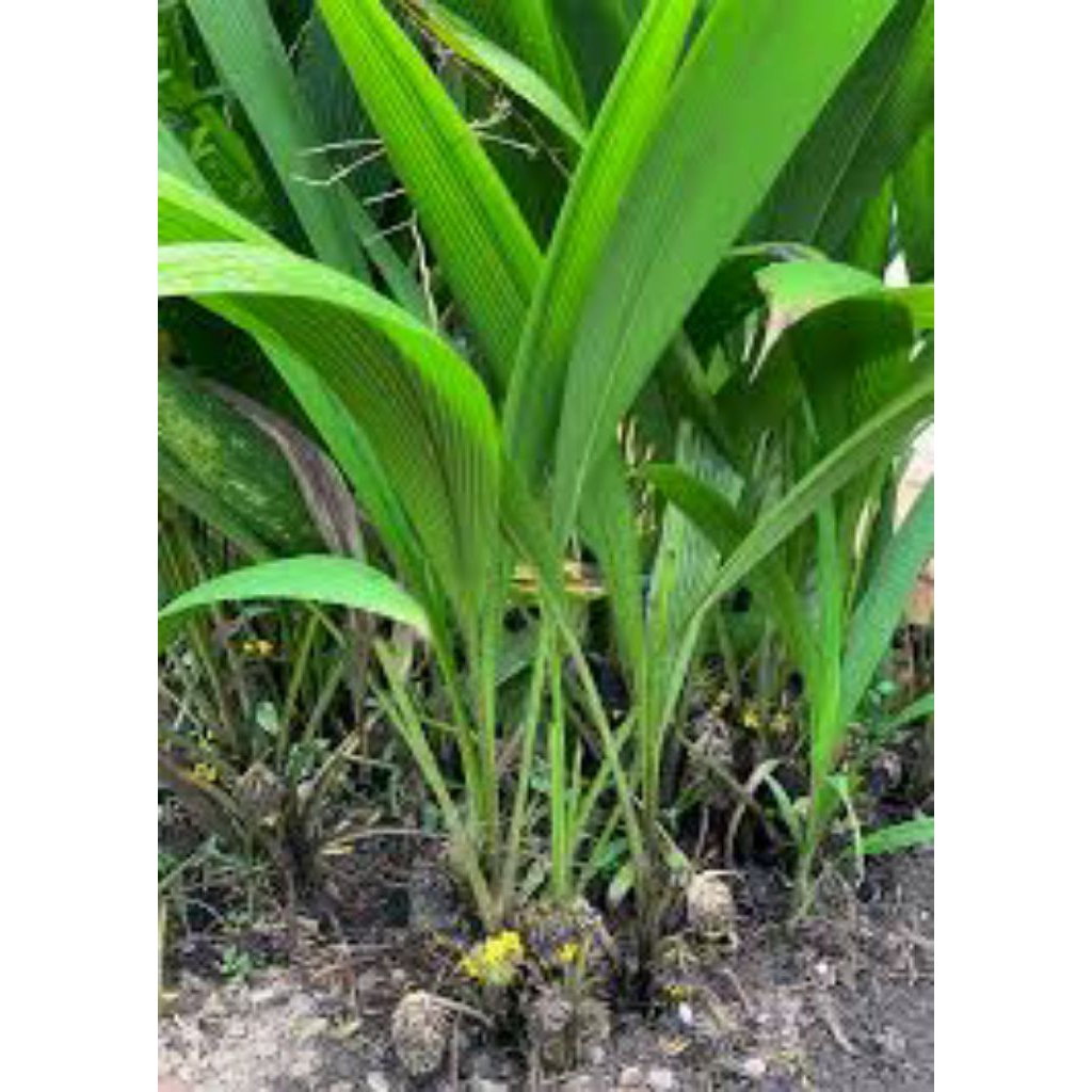 

daun marasi segar pres 1kg