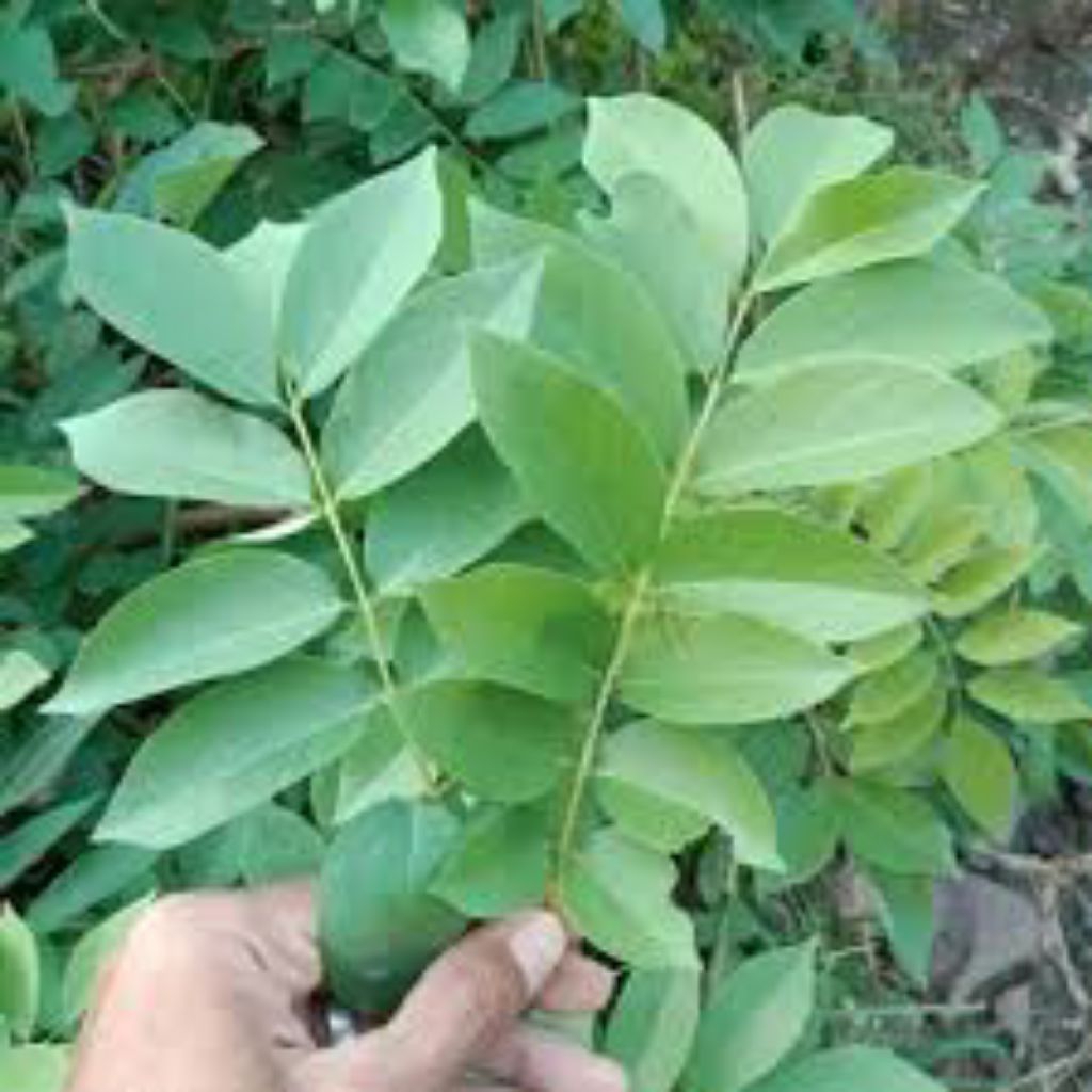

daun dadap cangkring pres 1kg