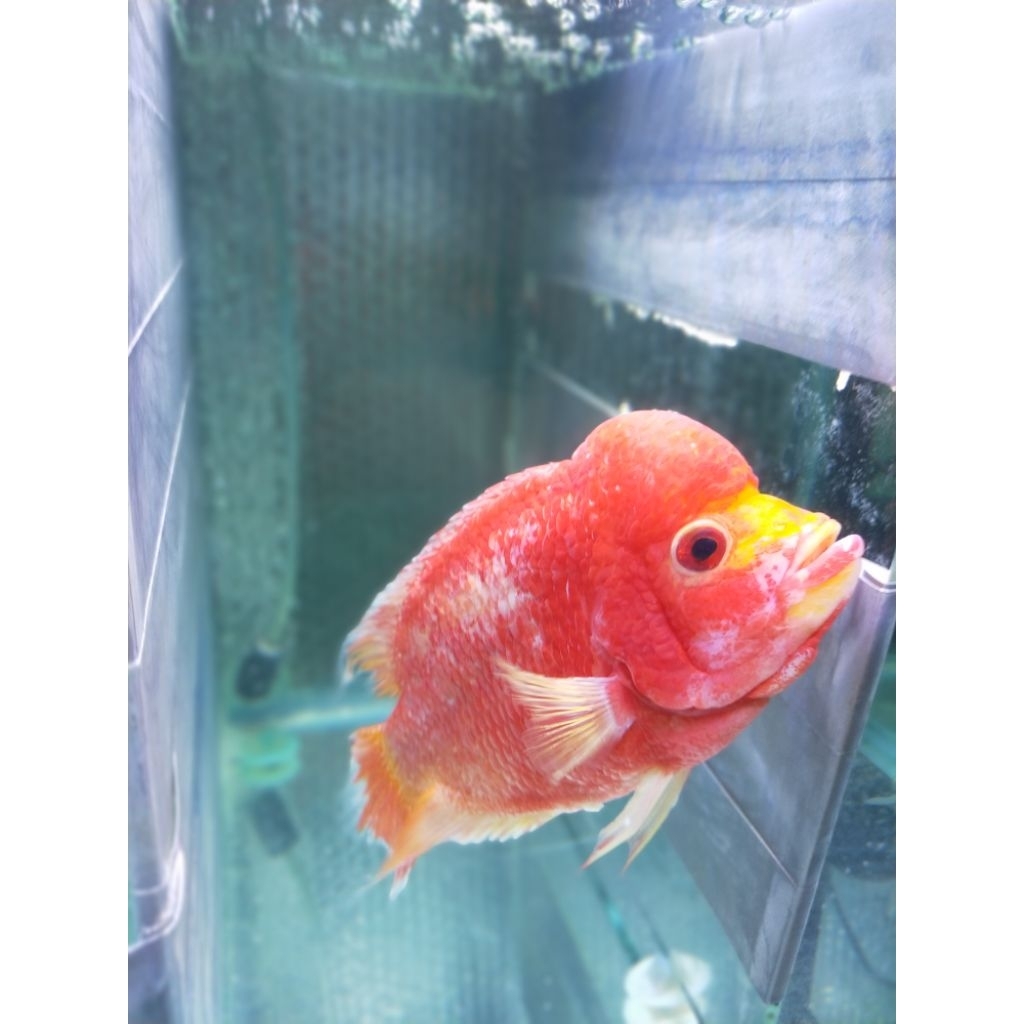 Ikan Louhan GB.Betina