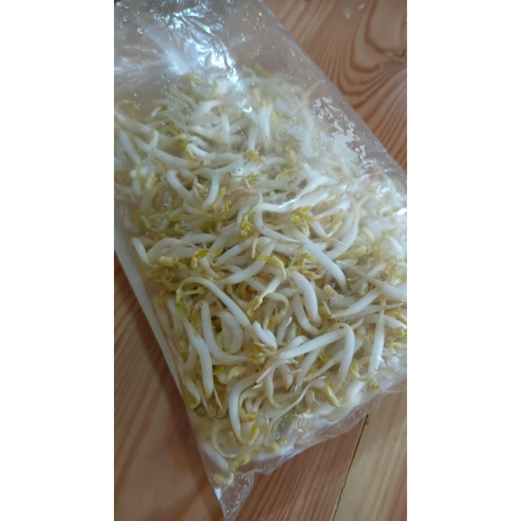 

Toge segar kemasan