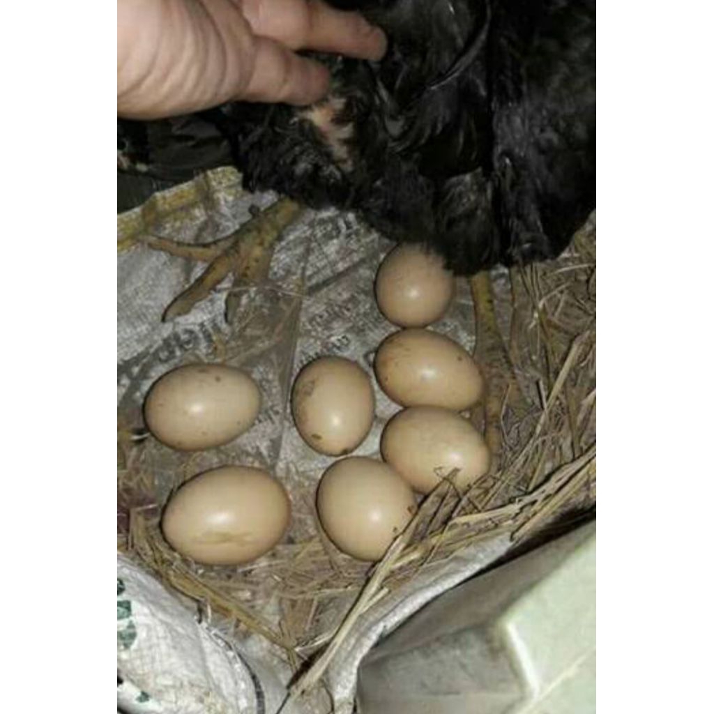 Telur Fertil Ayam Bangkok Selatan ( trad )