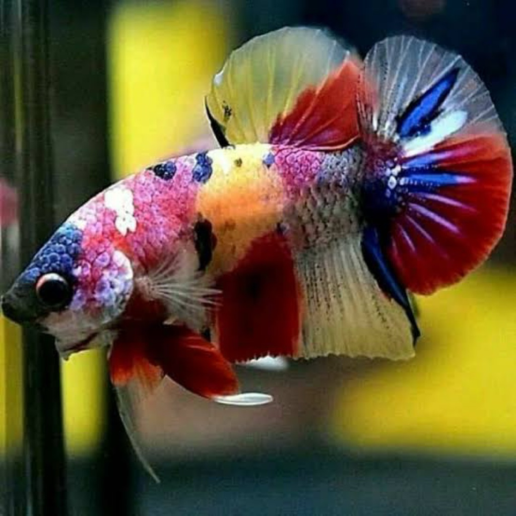 HIASAN AQUARIUM IKAN CUPANG GALAXY MULTICOLOR SIZE M