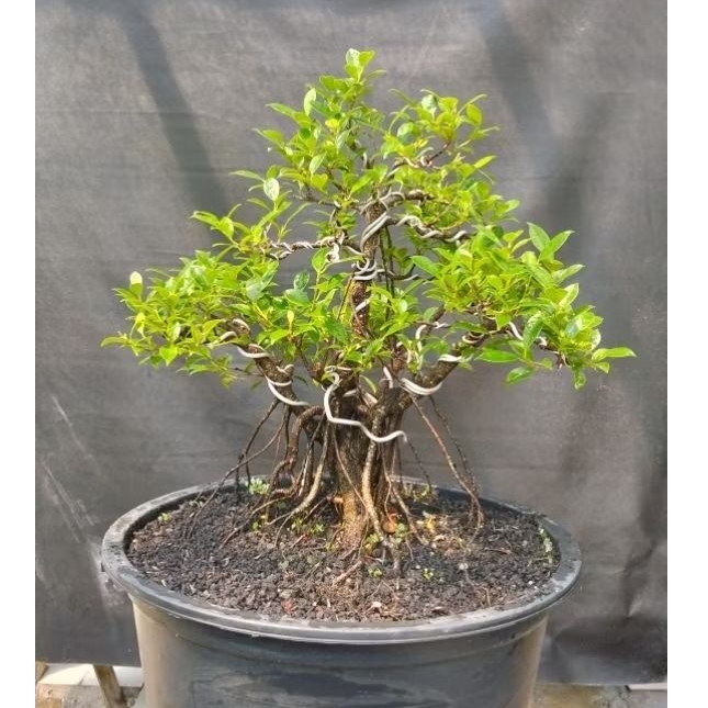 Bonsai Beringin Kimeng Size Medium