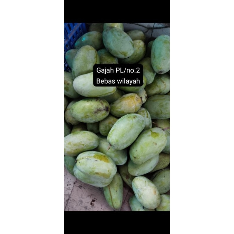 

GAJAH PL/KUALITAS NO 2 (LEBIH KECIL DAN BENTUK KURANG SEMPURNA)