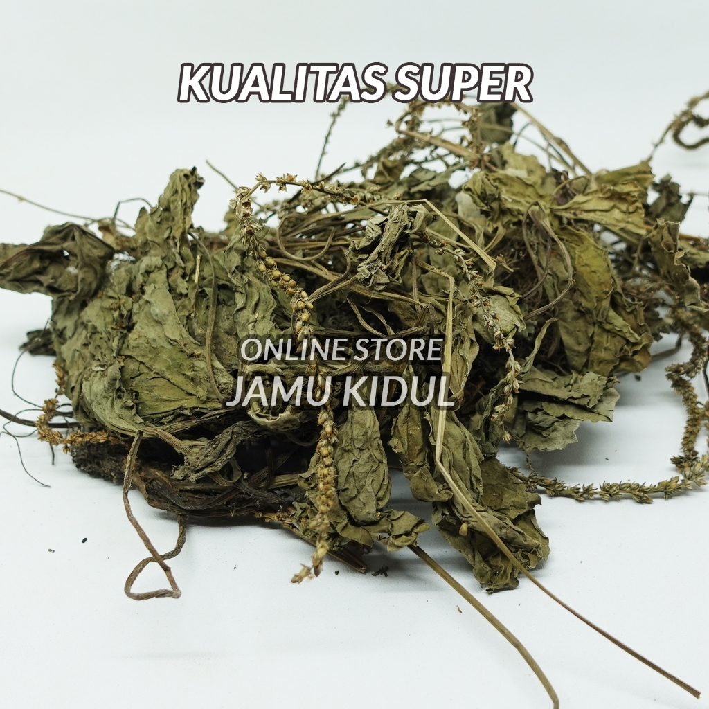 

Daun Sendok 1kg Kering Sendokan Asli Liar