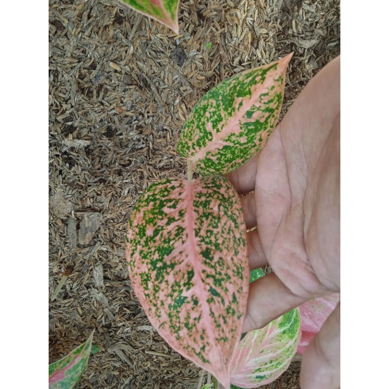 aglonema stardust orange