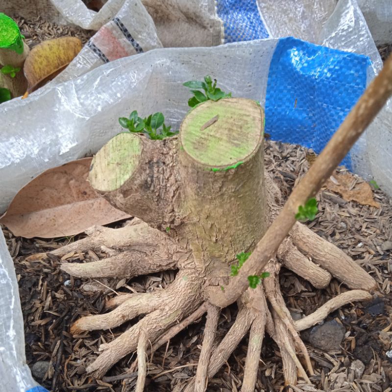 program akar bogelan