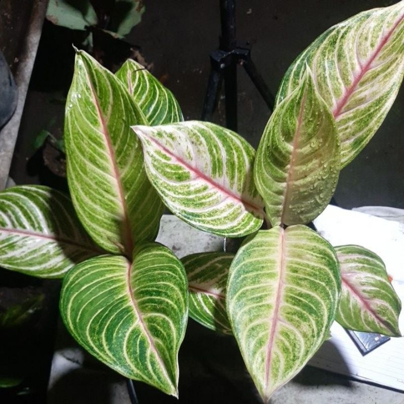 aglonema caribian remaja