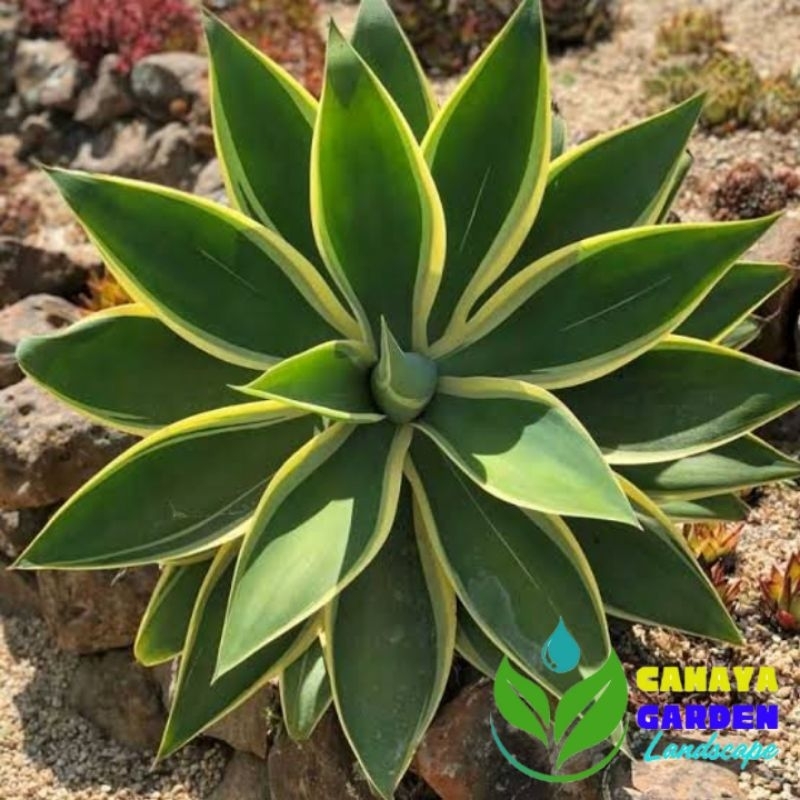 Tanaman Hias Agave Raja Siklok - Tanaman Agave Variegata - Tanaman Hidup Agave - Tanaman Hidup Agave