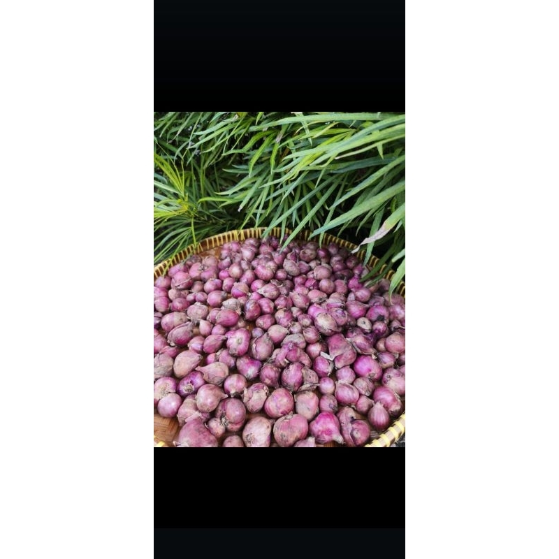

BAWANG MERAH MENTAH PROBOLINGGO 1 KG