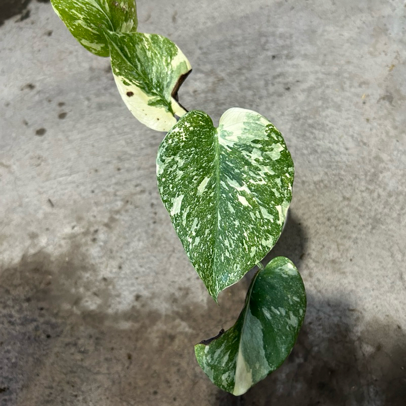 Monstera Deliciosa Milkyway Varigata