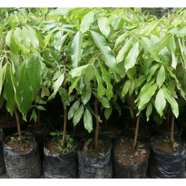 tanaman kelengkeng new cristal okulasi