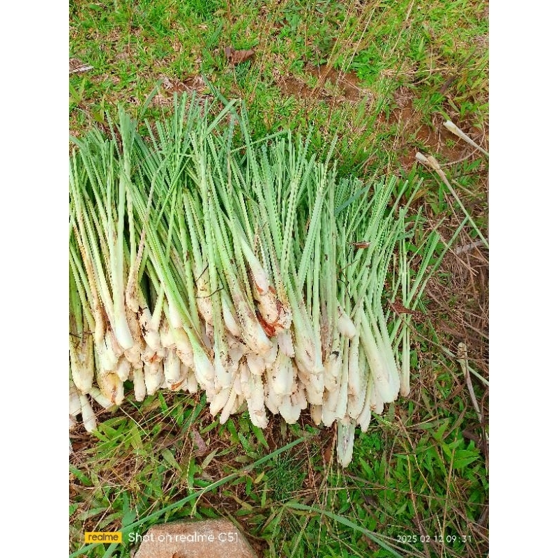 

sereh/serei bumbu dapur