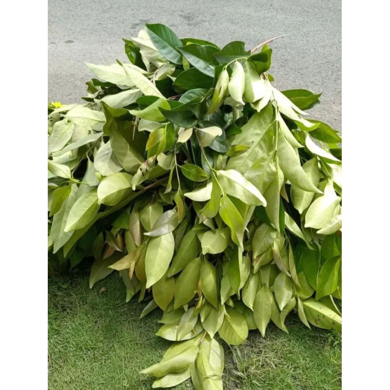 

Daun salam