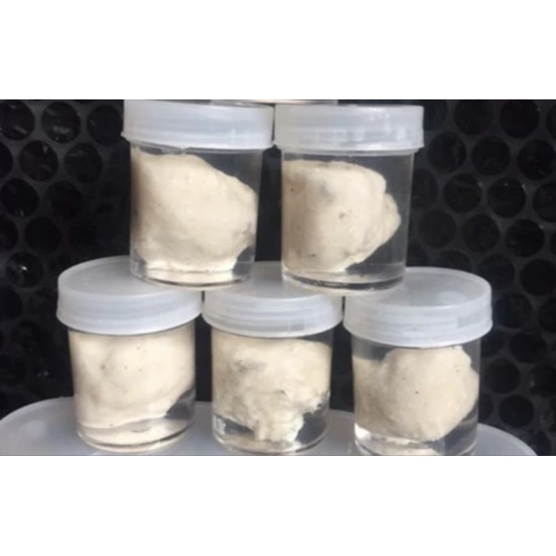 Pulut burung lem pulut super untuk mikat/jerat burung