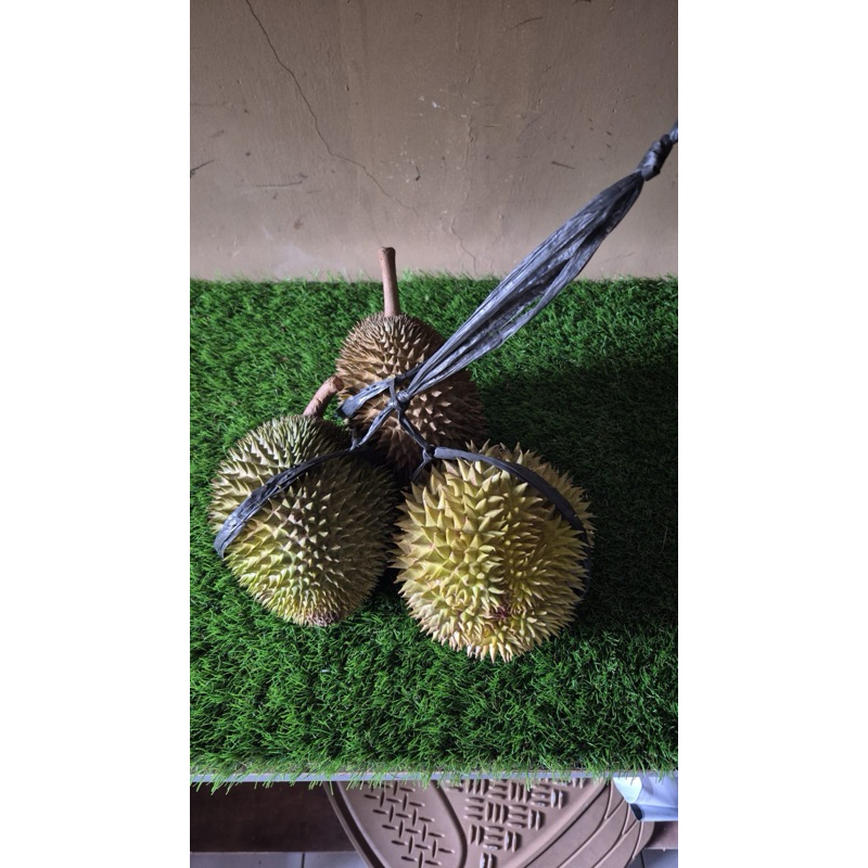 

DUREN MOONTON