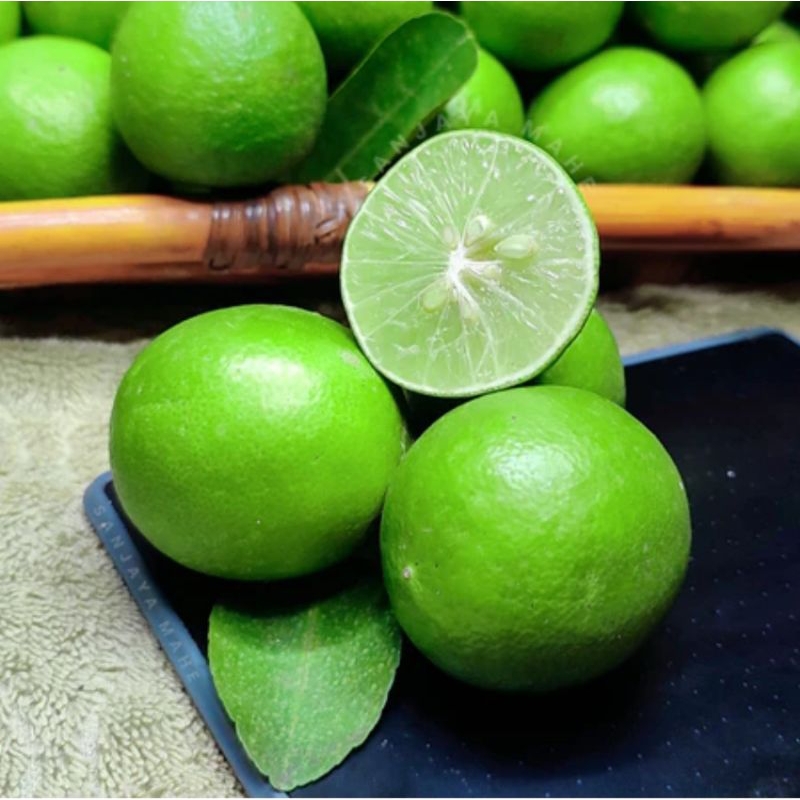 

Jeruk Nipis 100 gram Fresh Langsung Petik Dari Kebun