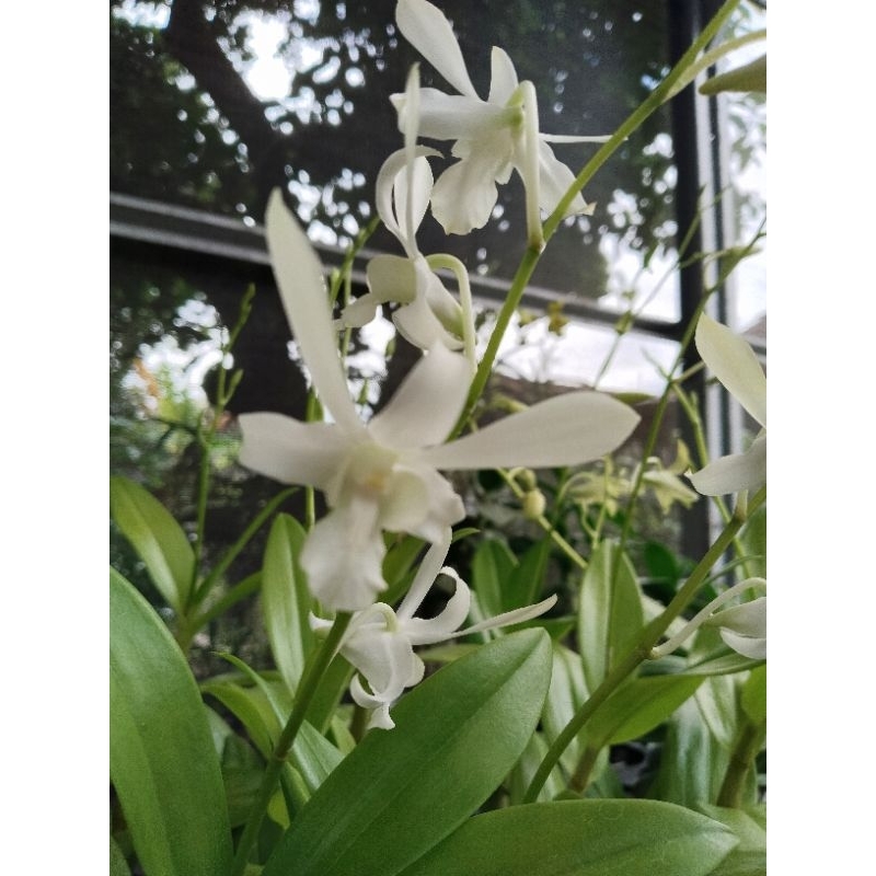 Anggrek Dendrobium Caesar White