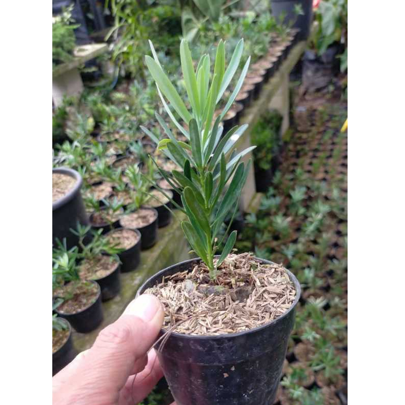 Bibit Lohansung Blue Ice ORI