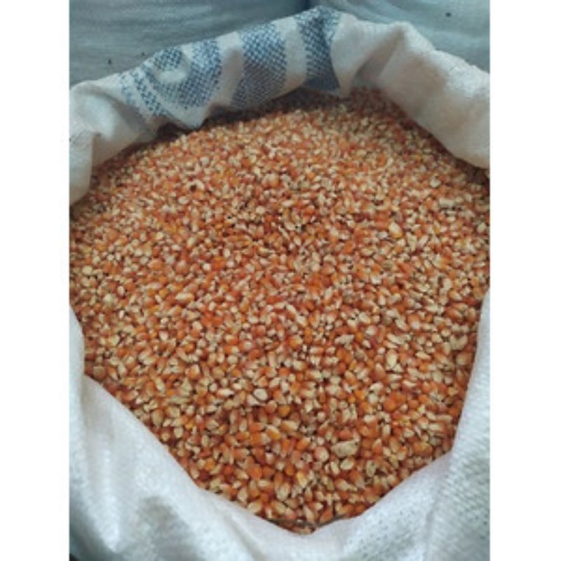 Jagung pakan burung merpati 1kg