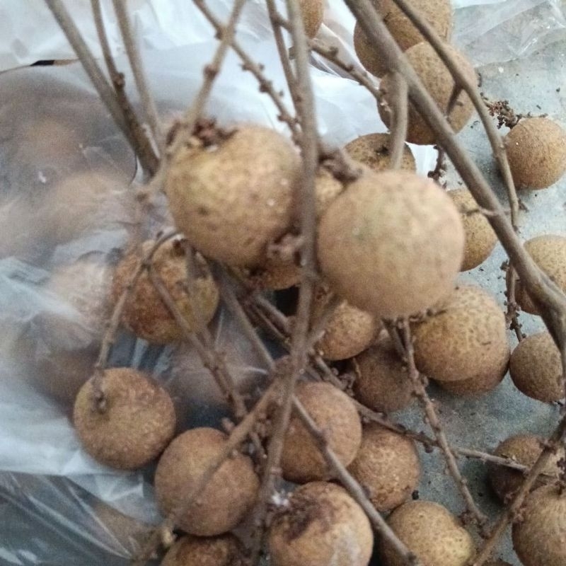 

Kelengkeng New crystal 1 kg. dijamin daging tebel dan manis