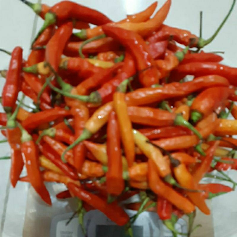

Cabe Rawit Merah Super 1kg