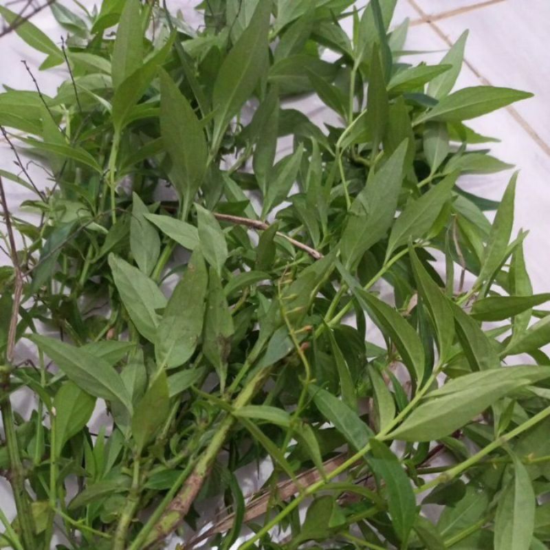 

sambiroto/sambiloto(daun batang akar)fresh segar per500gr herbal banyak manfaat