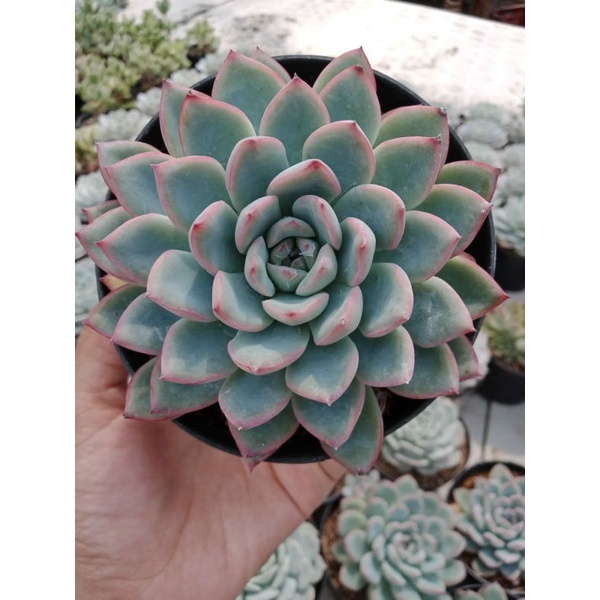 Tanaman Sukulen / Kaktus Mawar