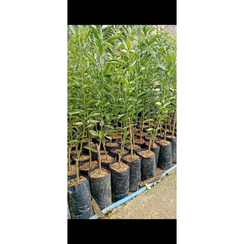 bibit jeruk keprok siam