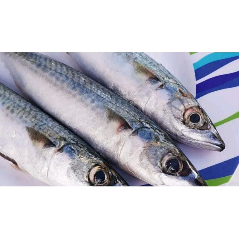 

ikan makarel segar ikan ikan saba ikan Salem makarel 1kg