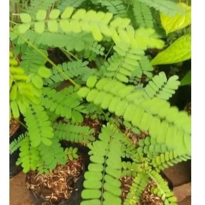 bibit daun saga