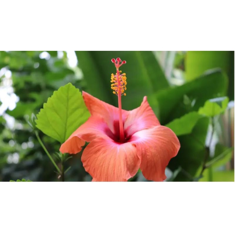 

bunga daun sepatu 350gr