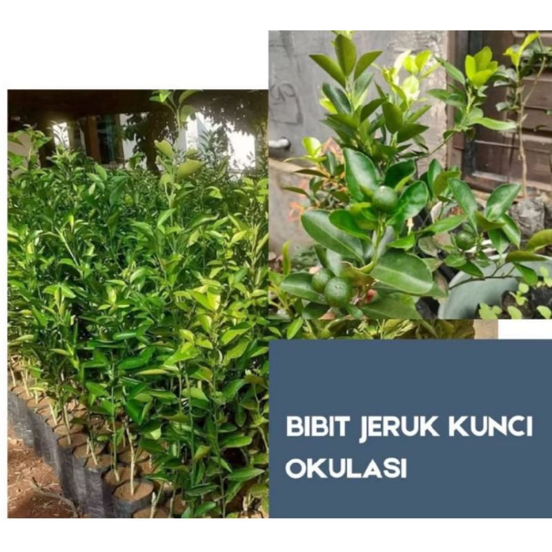 Bibit jeruk kunci okulasi