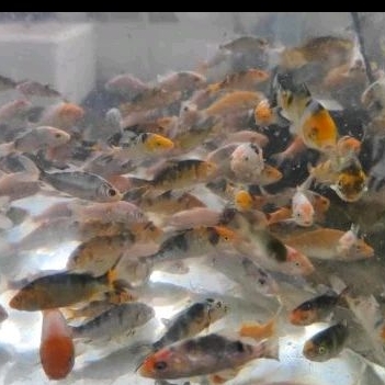 

HIASAN KOLAM - ANAKAN KOI SUKABUMI UKURAN 3-6 CM