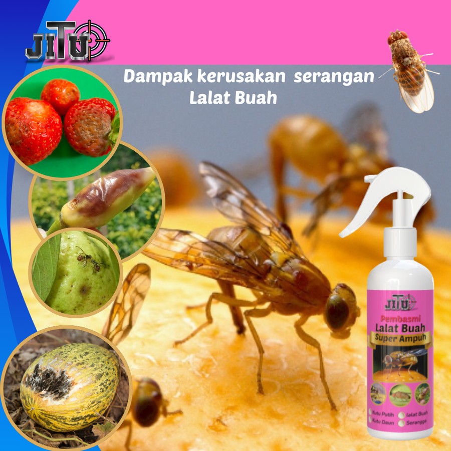Pembasmi Lalat Buah Spray – Obat Lalat Buah Cair Tinggal Semprot